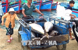 Phú Yên ngăn chặn khai thác hải sản bất hợp pháp 